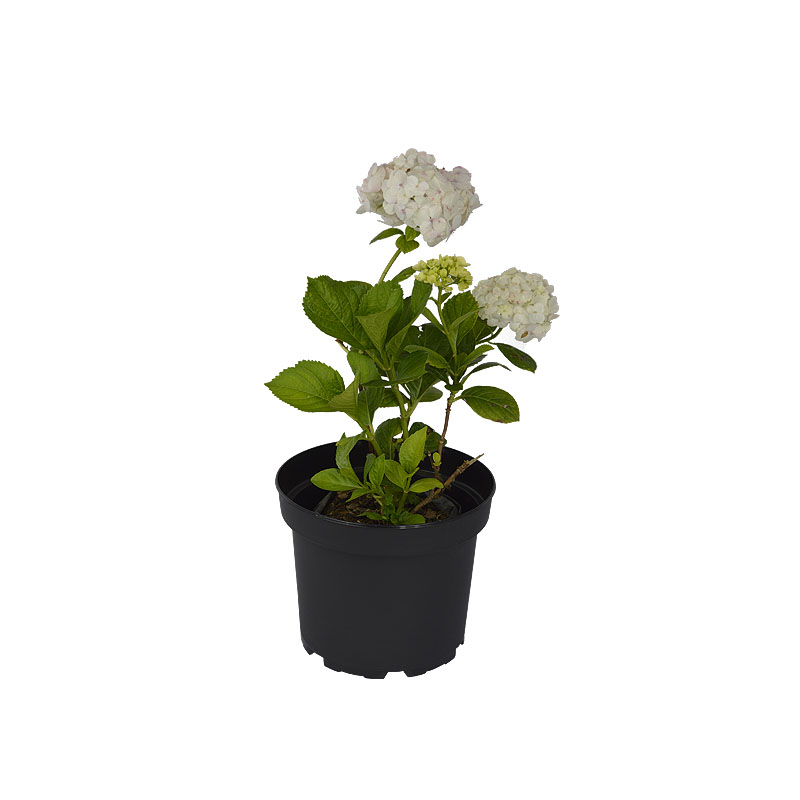 Hortensia planta ornamental - Zona Garden