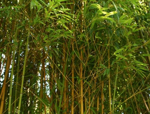 Ficha cultivo y cuidados Bambú dorado
