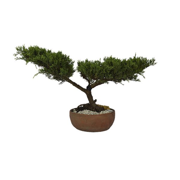 Bonsai Cipres rastrero planta ornamental