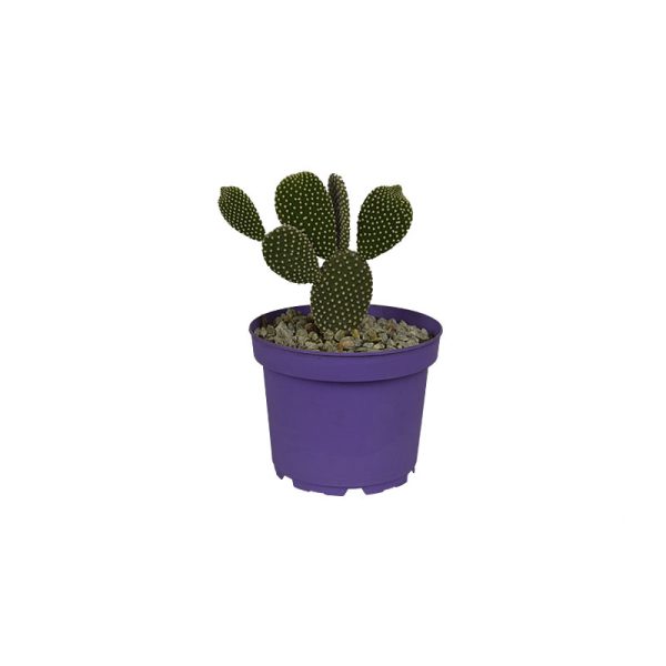 Cactus planta ornamental