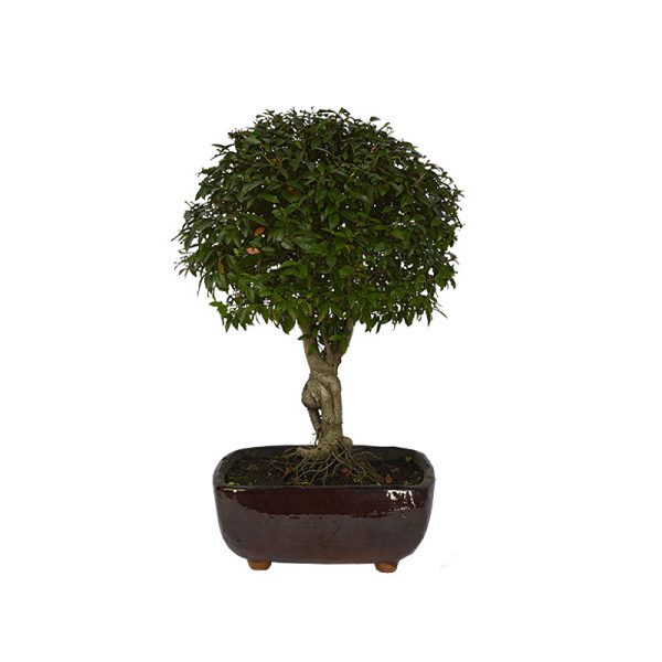 Bonsai Guayac?n planta ornamental