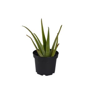 Aloe Vera planta ornamental