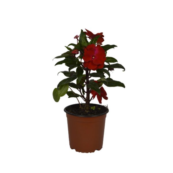 Chavela planta ornamental