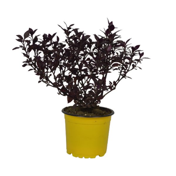 Duranta Roja planta ornamental