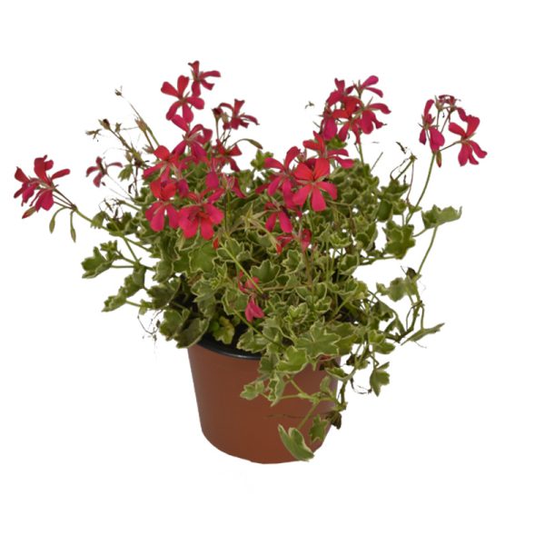 Geranio Colgante planta ornamental