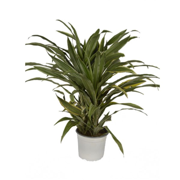 Guarneque planta ornamental