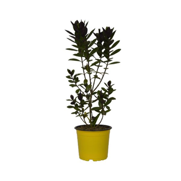 Hebe planta ornamental