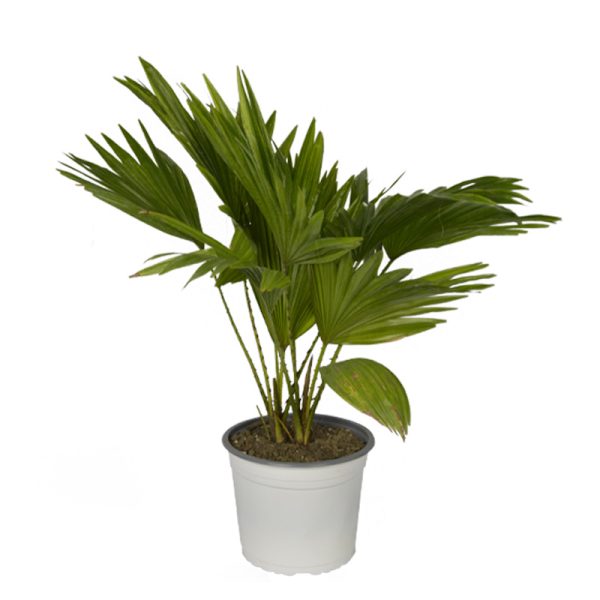 Planta ornamental