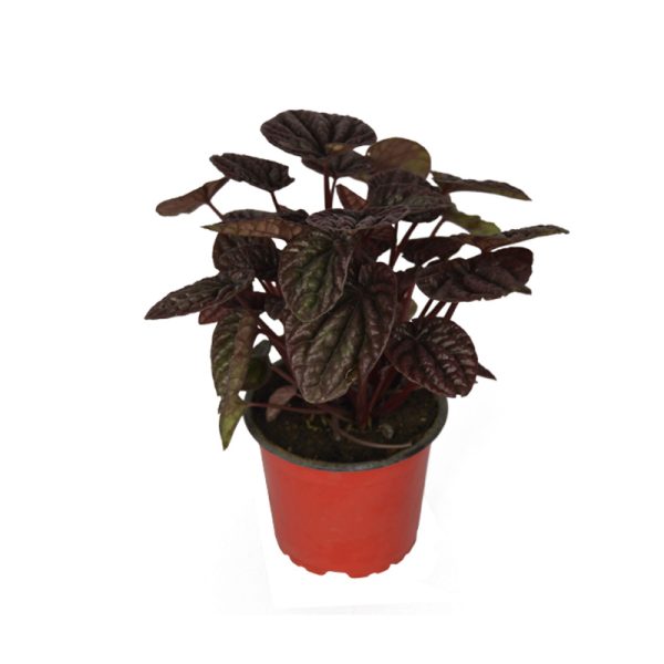 Planta ornamental