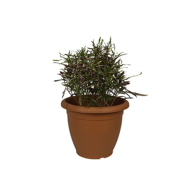 Planta ornamental